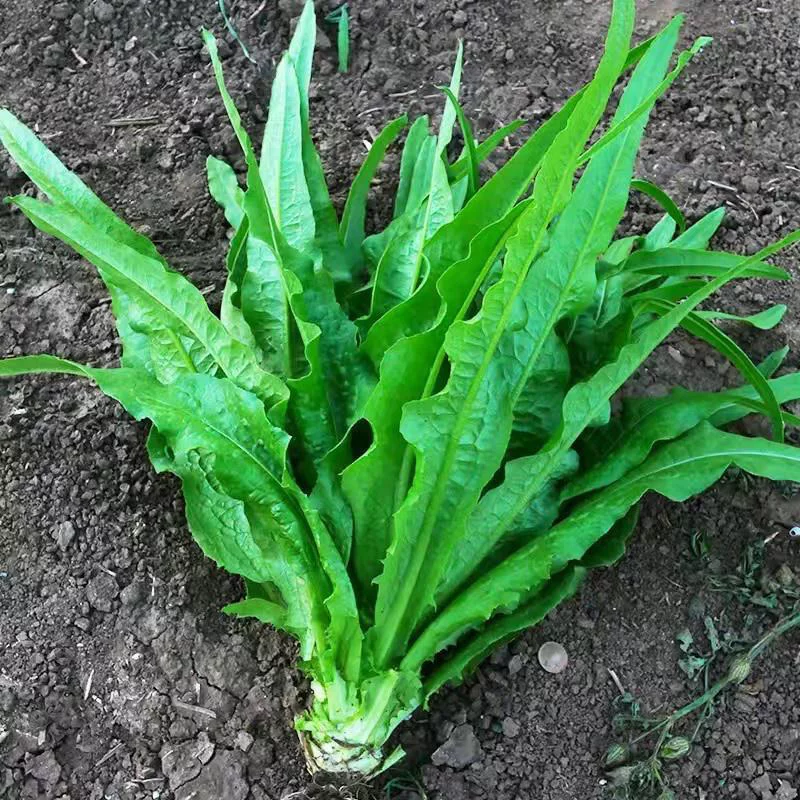 四季油麦菜种子耐热高产甜脆无斑油麦菜种子阳台盆栽地栽蔬菜种子