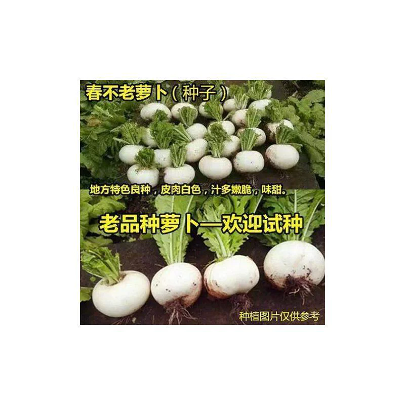 春不老萝卜种子